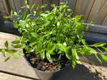 Yaupon Planta 20-40 cm (Ilex vomitoria)