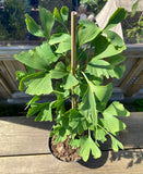 Ginkgo / Kinesiskt Tempelträd 80-100 cm (Ginkgo biloba)