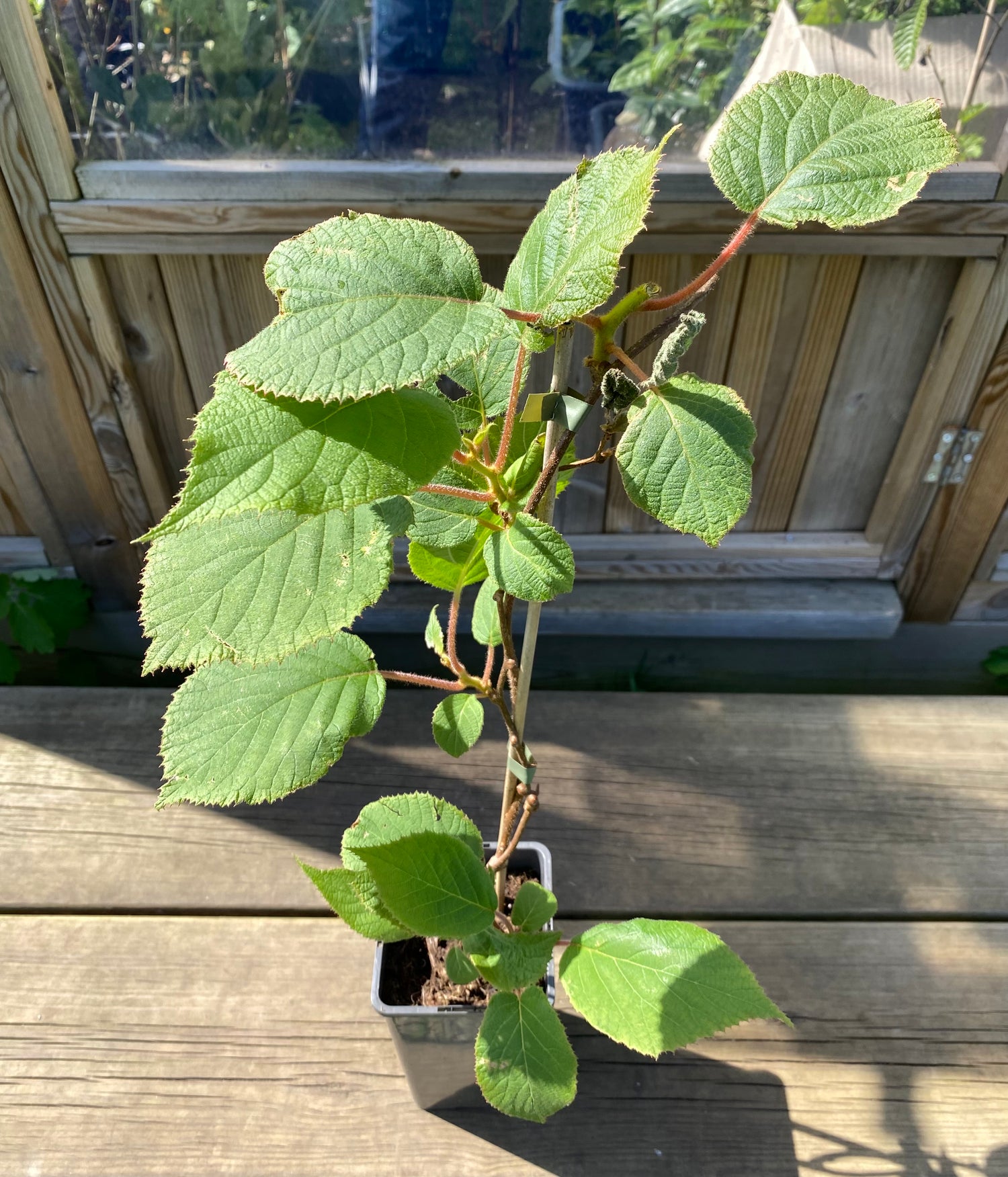 Kiwi 'Jenny' Plante 40-50 cm (Actinidia deliciosa)