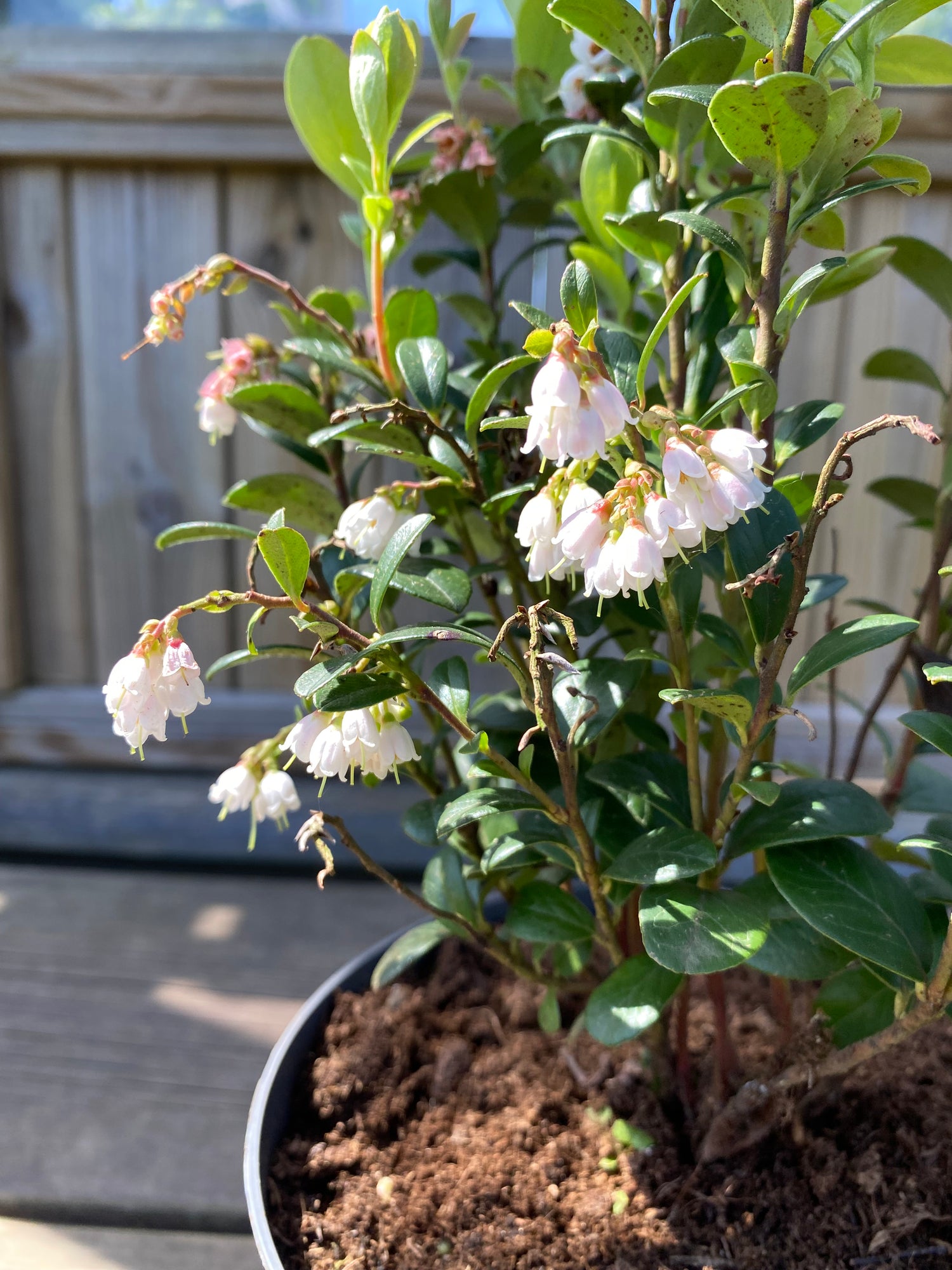 Lingon 'Fireballs' Planta C2 (Vaccinium vitis-idaea)