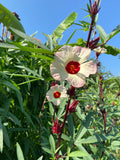 Roselle / Sorrel (Hibiscus sabdariffa)