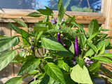 Purple Chili Pepper 'Purple Thai' (Capsicum annuum)