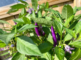 Rødviolet chilipeber 'Purple Thai' (Capsicum annuum)