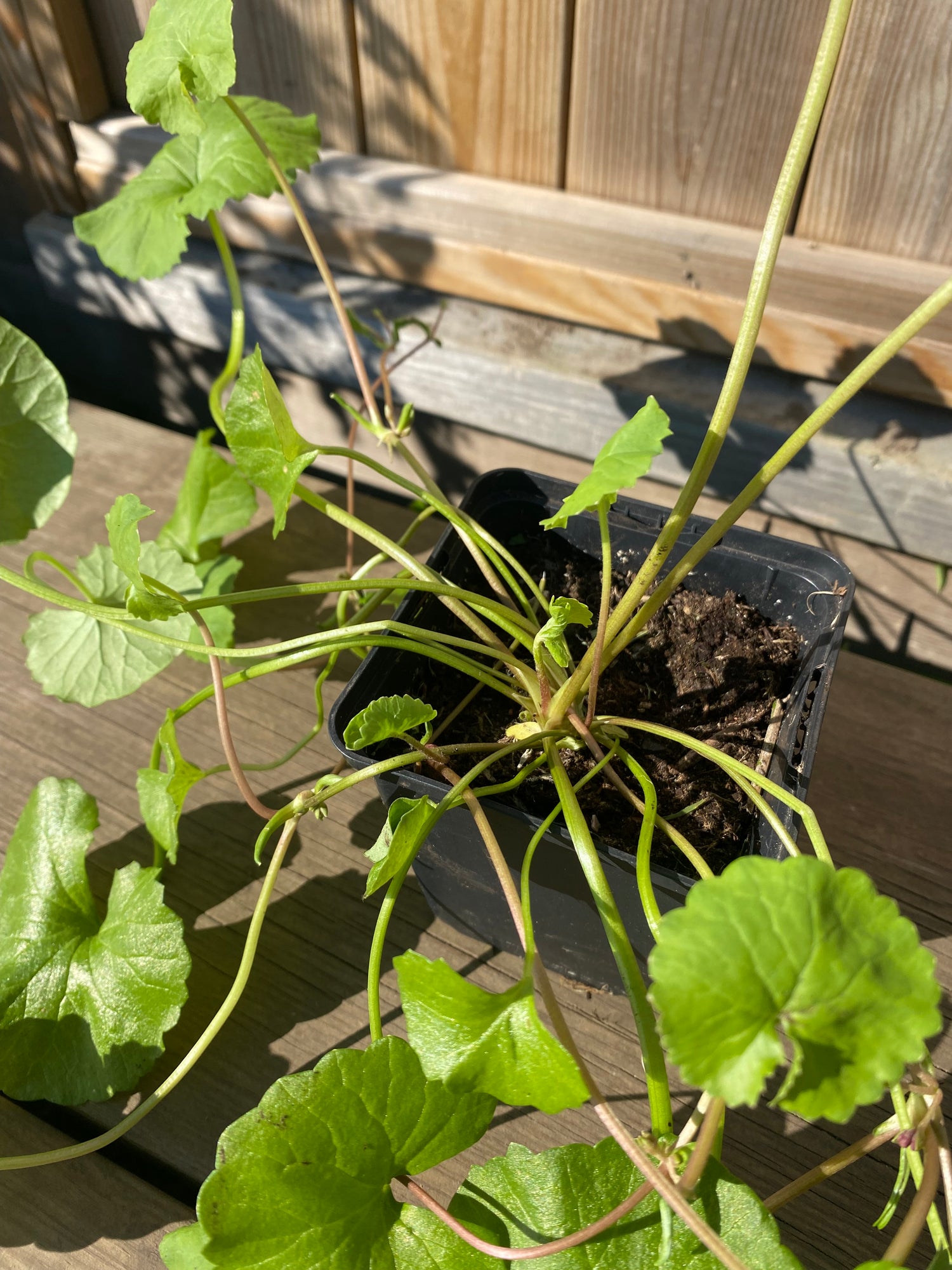 Gotu Kola Planta 20-40 cm (Centella asiatica)