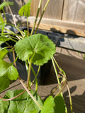 Gotu Kola Planta 20-40 cm (Centella asiatica)
