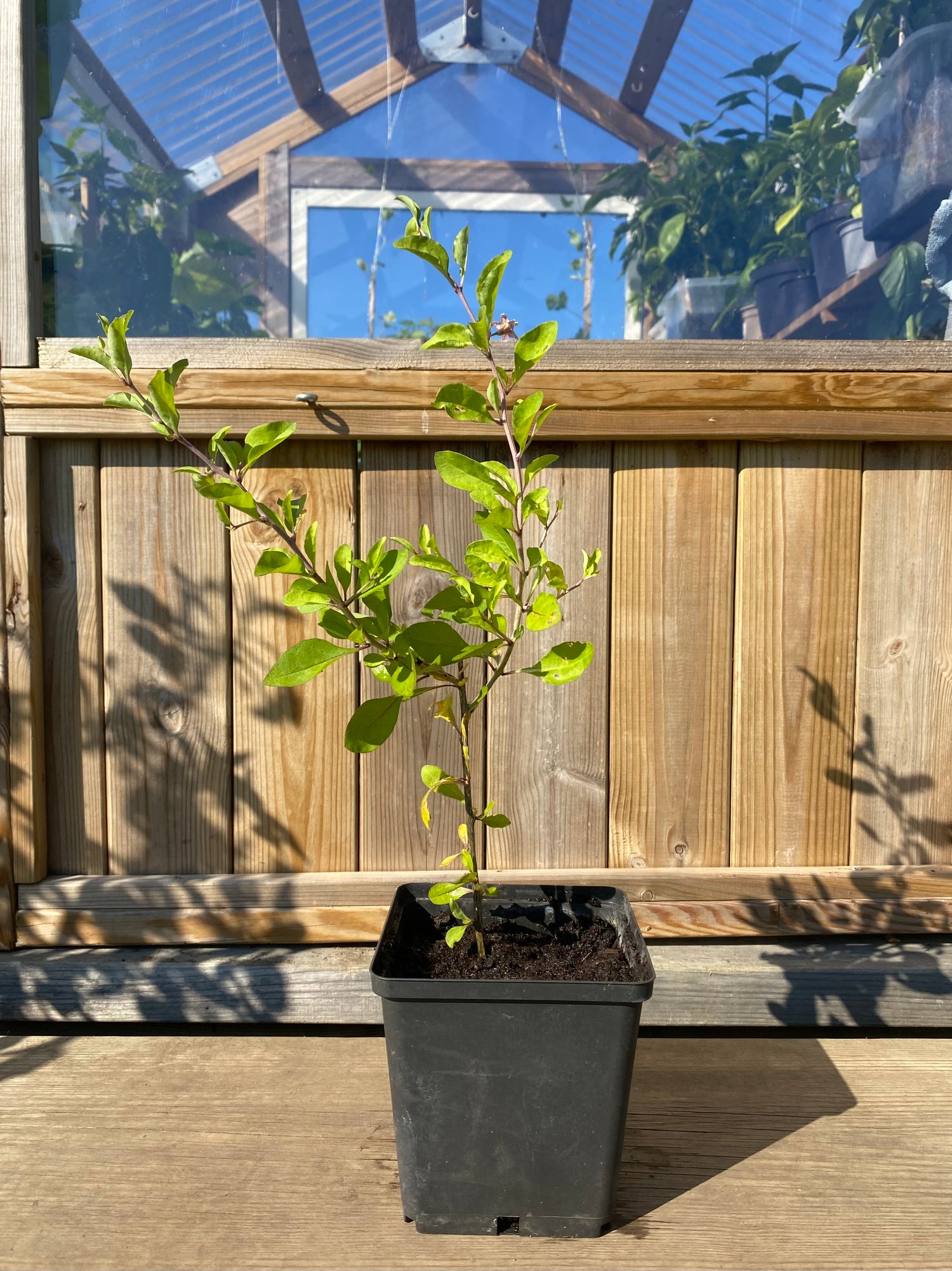 NU: 2 FÖR 1!  Gojibär / Bocktörne 20-40 cm (Lycium barbarum)