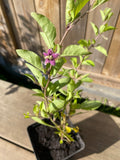 Goji Berry / Wolfberry Plant (Lycium barbarum)