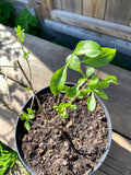 Yellow Gojiberry / Wolfberry Plant 30-40 cm (Lycium barbarum)