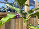 Lila Thailändsk Aubergine 40-60 cm (Solanum melongena)