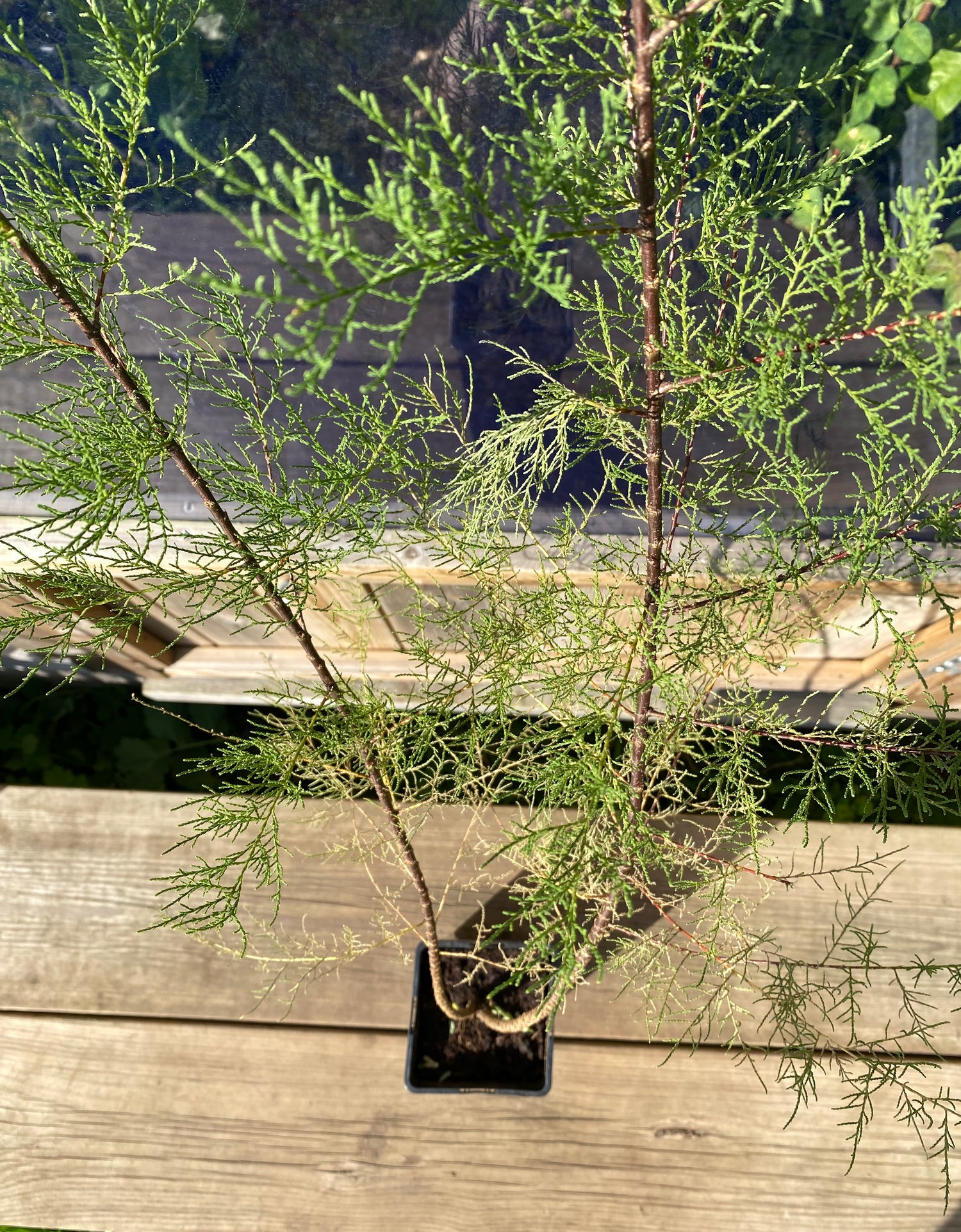 Prakttamarisk 80-100 cm (Tamarix tetrandra)