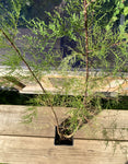 Tamarix / Salt Cedar 80-100 cm (Tamarix tetrandra)