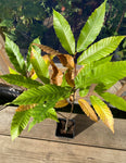 Sweet Chestnut Tree 50-80 cm (Castanea sativa)