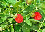 Jordgubbshallon Planta 20-40 cm (Rubus illecebrosus)