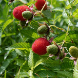 Jordgubbshallon Planta 40-60 cm (Rubus illecebrosus)