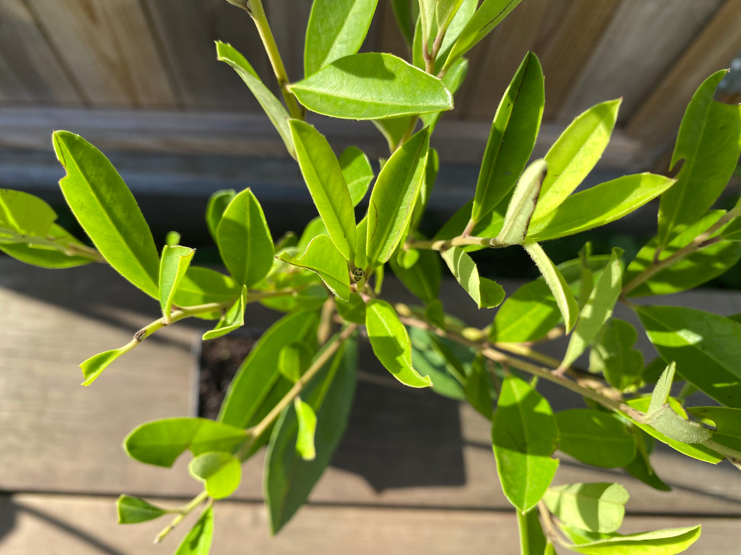 Yerba Mate Planta 40-60 cm (Ilex paraguariensis)