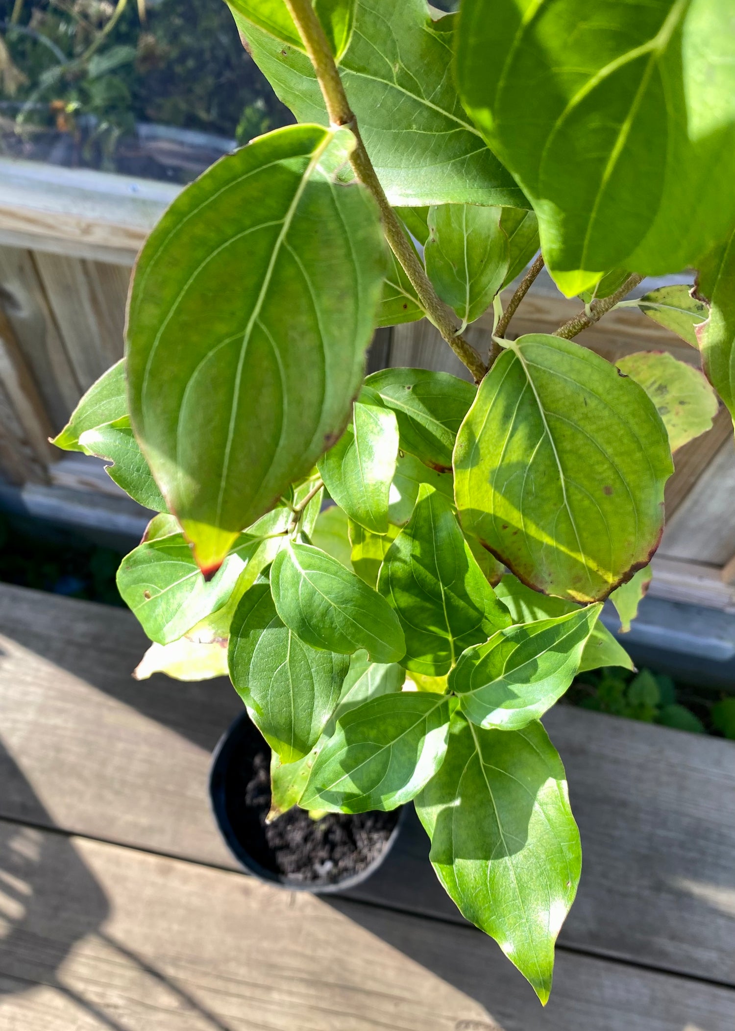 Blomsterkornell 50-130 cm (Cornus kousa var. chinensis)