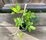 Fembladet Akebia Plante 30-50 cm (Akebia quinata)