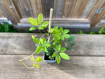 Fembladig Akebia Planta 30-50 cm (Akebia quinata)