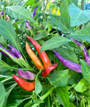Lila Chilipeppar 'Purple Thai' (Capsicum annuum)