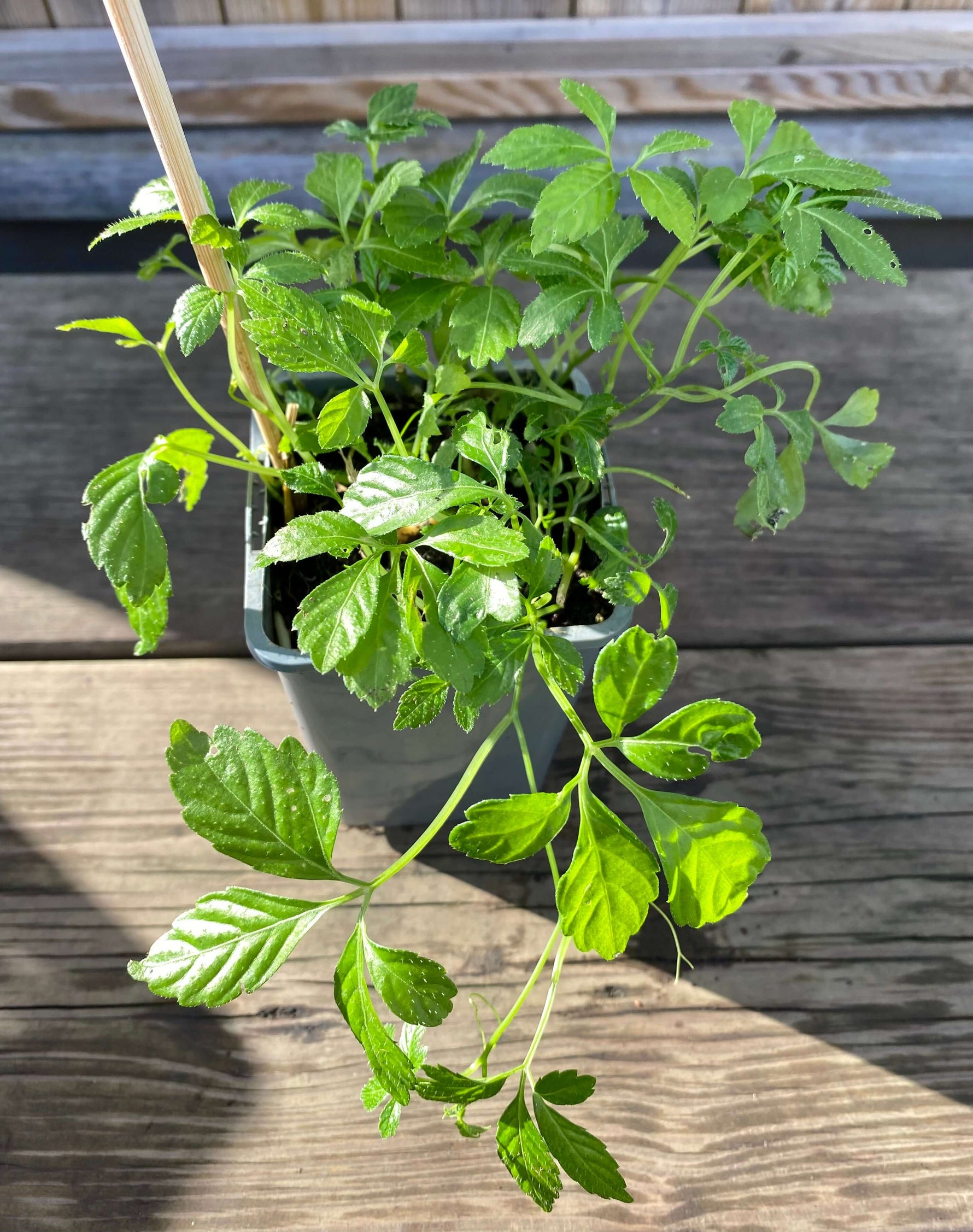 Semi Gynostemma Pentaphyllum 50 Semi Di Gynostemma Pentaphyllum (Jiaogulan) - Pianta Magica Cinese, Adatta A Climati Diversi Gynostemma Pentaphyllum Semi - Foto 9