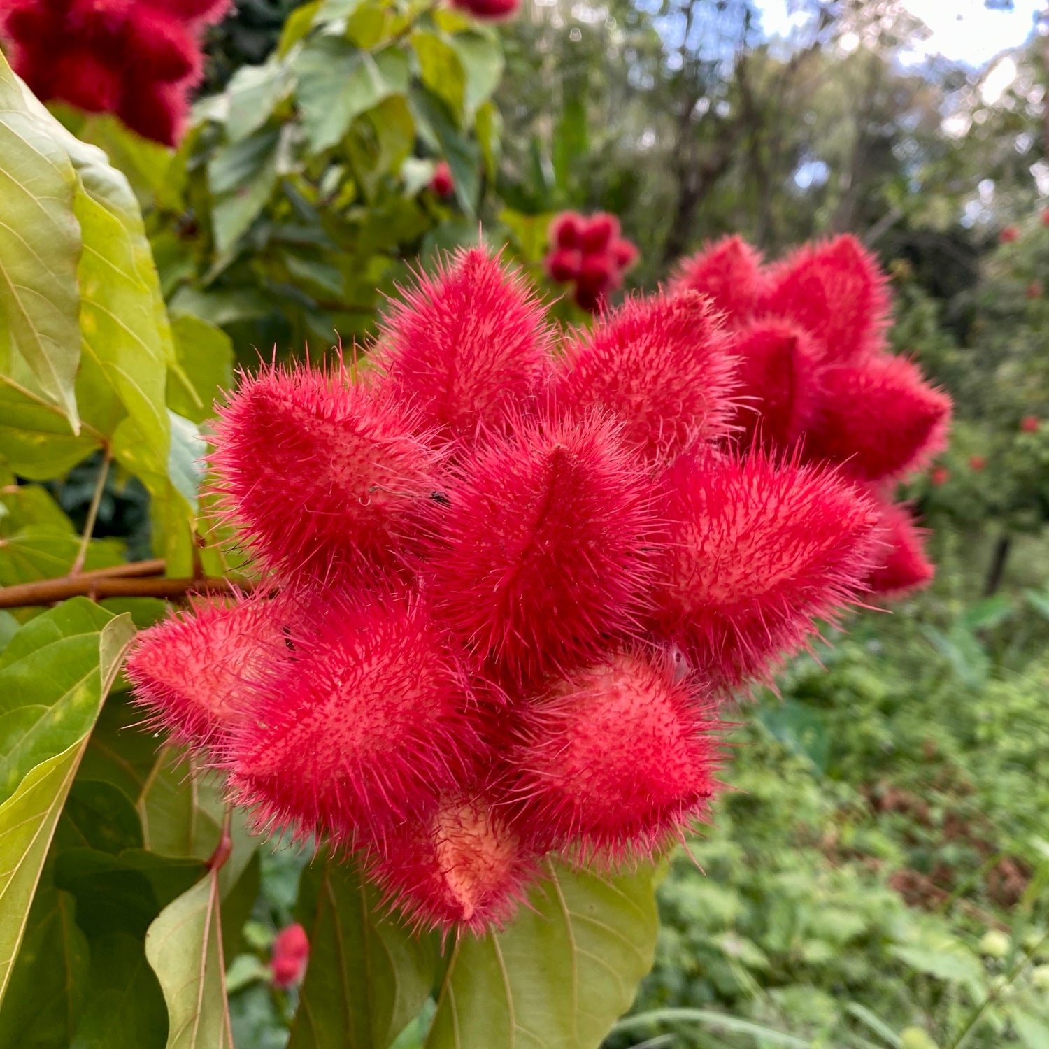 Annattoträd / Achiote (Bixa orellana)