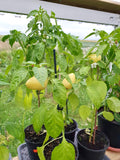 Somborka pepper / Somborckina (Capsicum annuum var. grossum)