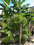Trädbasilika / Afrikansk Basilika (Ocimum gratissimum)