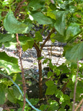 Træbasilika / Afrikansk basilika (Ocimum freezima)