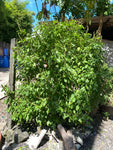 Tree basil / African basil (Ocimum gratissimum)