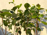 Teplante / Tetræ (Camellia sinensis)