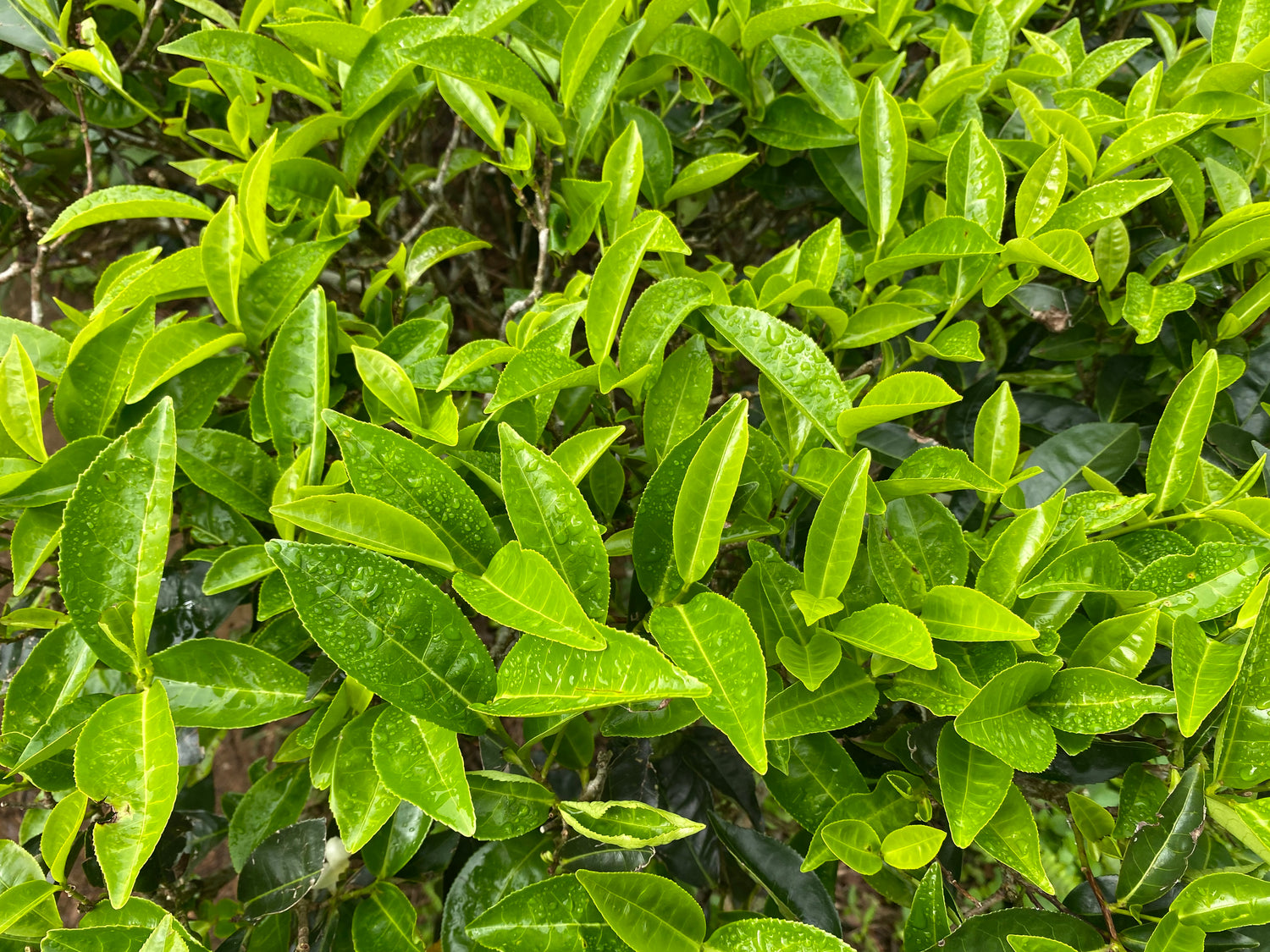 Tea Plant (Camellia sinensis)