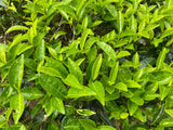 Tebusk (Camellia sinensis)