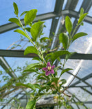 Goji Berry / Wolfberry Plant (Lycium barbarum)