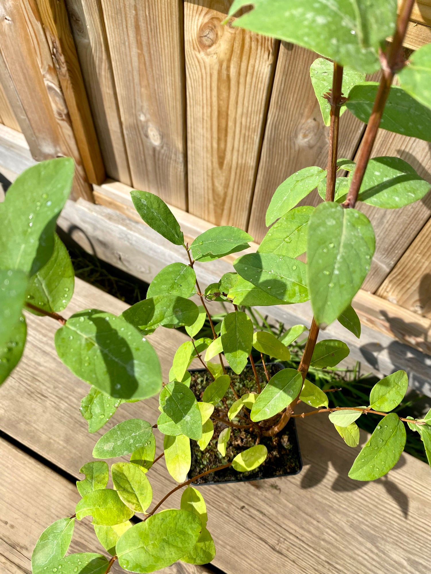 Blåbärstry / Honungsbär 'Borealis' 40-60 cm (Lonicera caerulea var. kamtschatica)