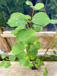 Saskatoon / Bärhäggmispel 'Martin' 80-100 cm (Amelanchier alnifolia)