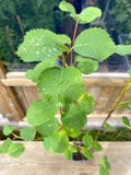 Saskatoon / Ellebladet Bærmispel 'Martin' 80-100 cm (Amelanchier alnifolia)
