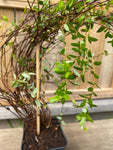 Amerikansk tranebær 'Early Black' Planta C2 (Vaccinium macrocarpon)
