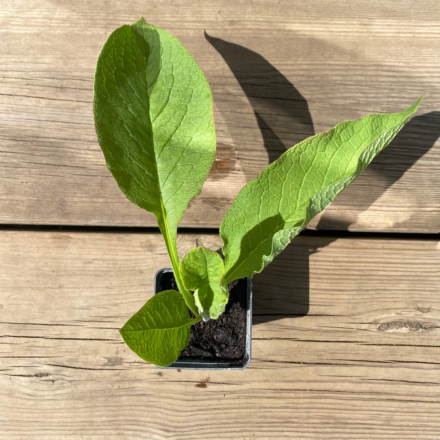 Comfrey 'Bocking 14' (Symphytum x uplandicum)