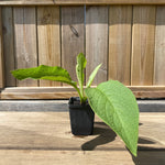Comfrey plante 'Bocking 14' (Symphytum x uplandicum)