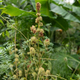 Yunnan Lakrits (Glycyrrhiza yunnanensis)