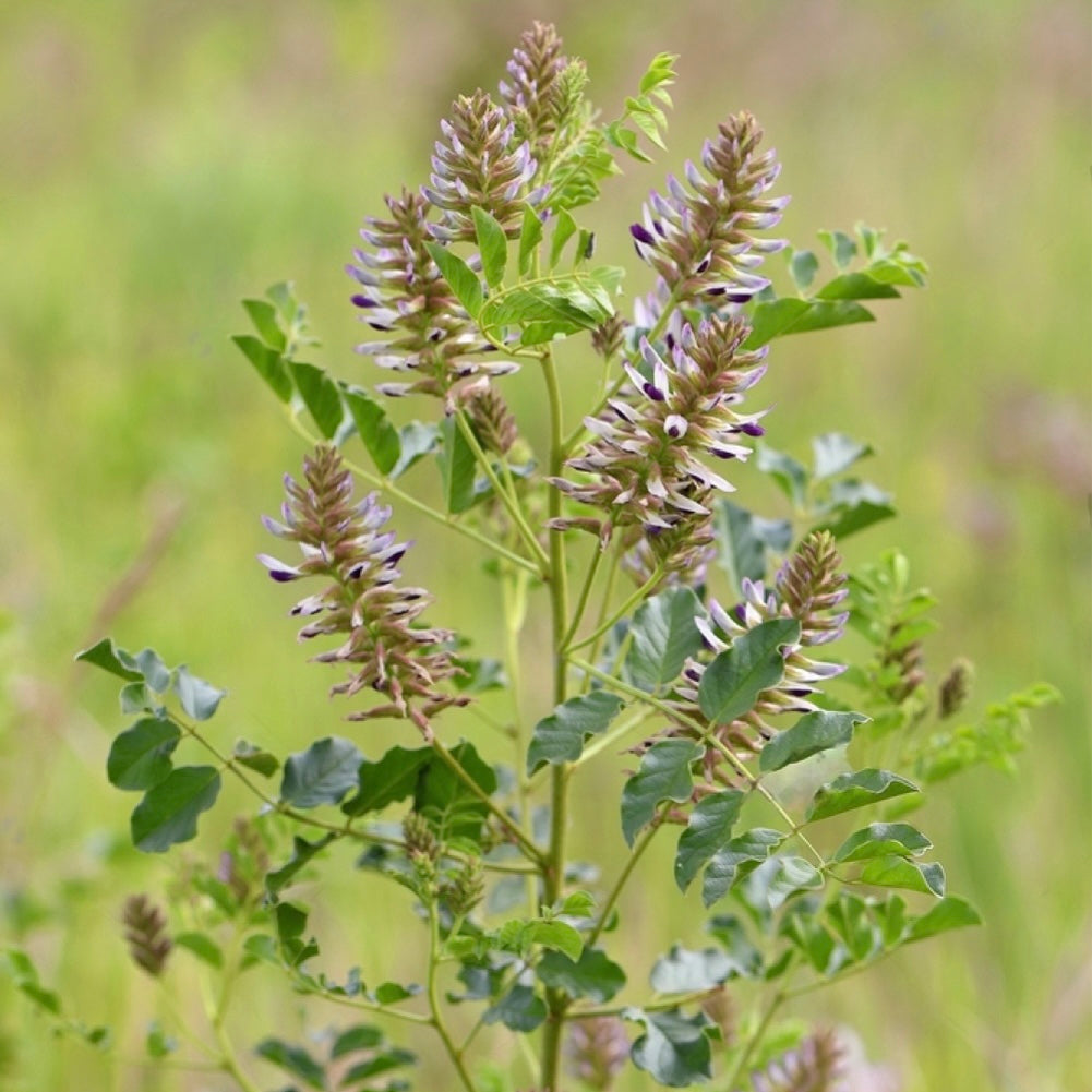 Kinesisk Lakritsrot (Glycyrrhiza uralensis)