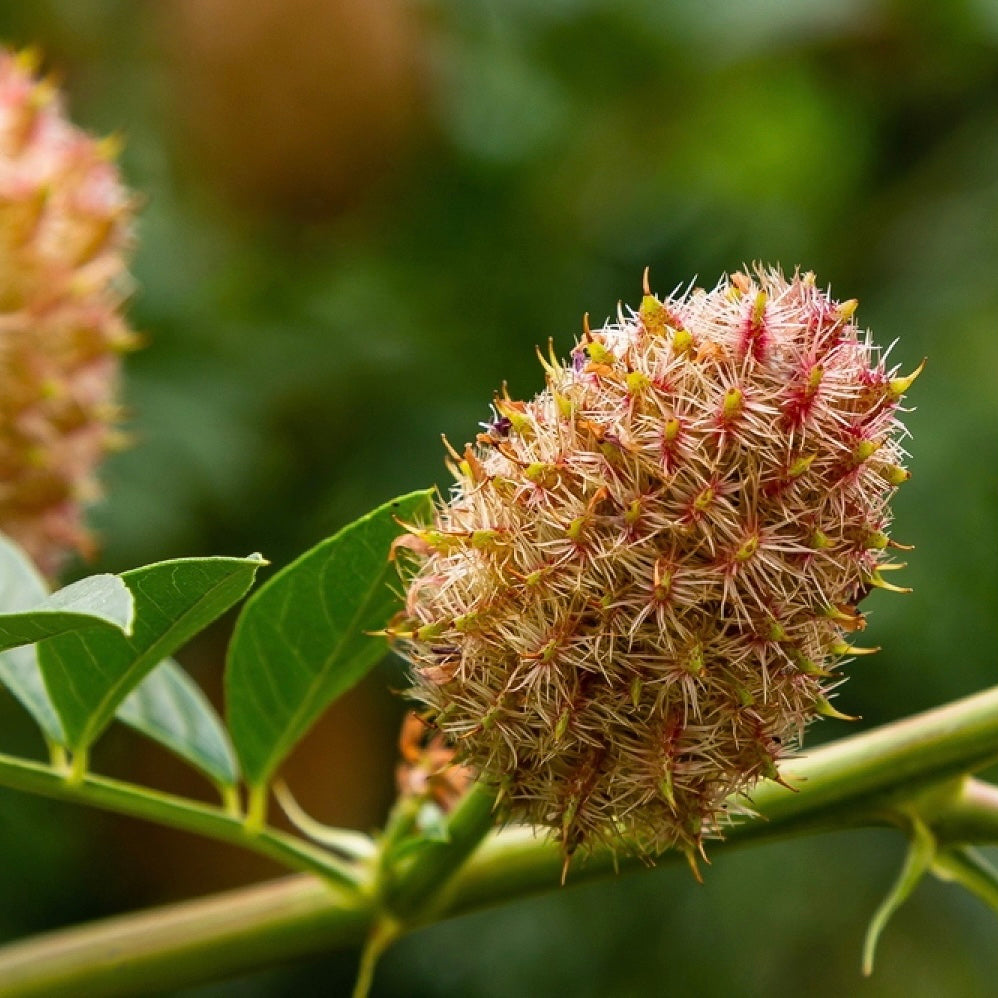 Romersk Lakritsrot (Glycyrrhiza echinata)