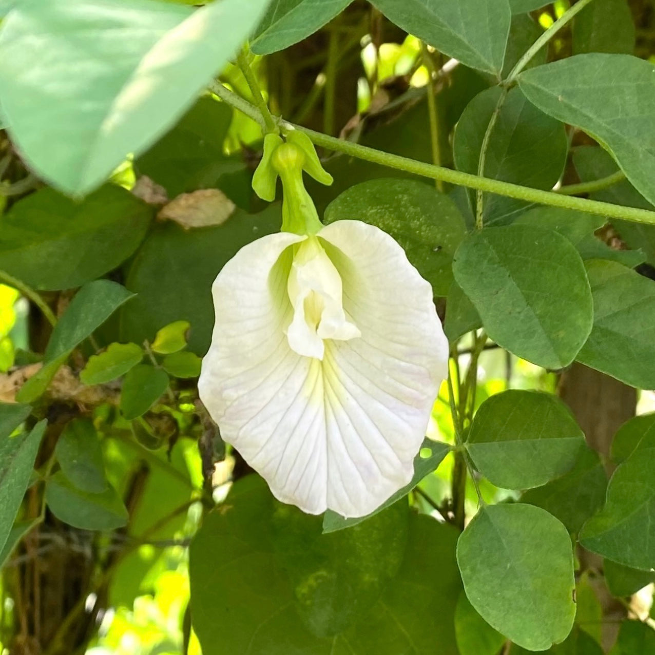 White Butterfly Pea Filled Flower (Clitoria ternatea)