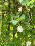 Vit Himmelsärt Dubbla Kronblad (Clitoria ternatea)