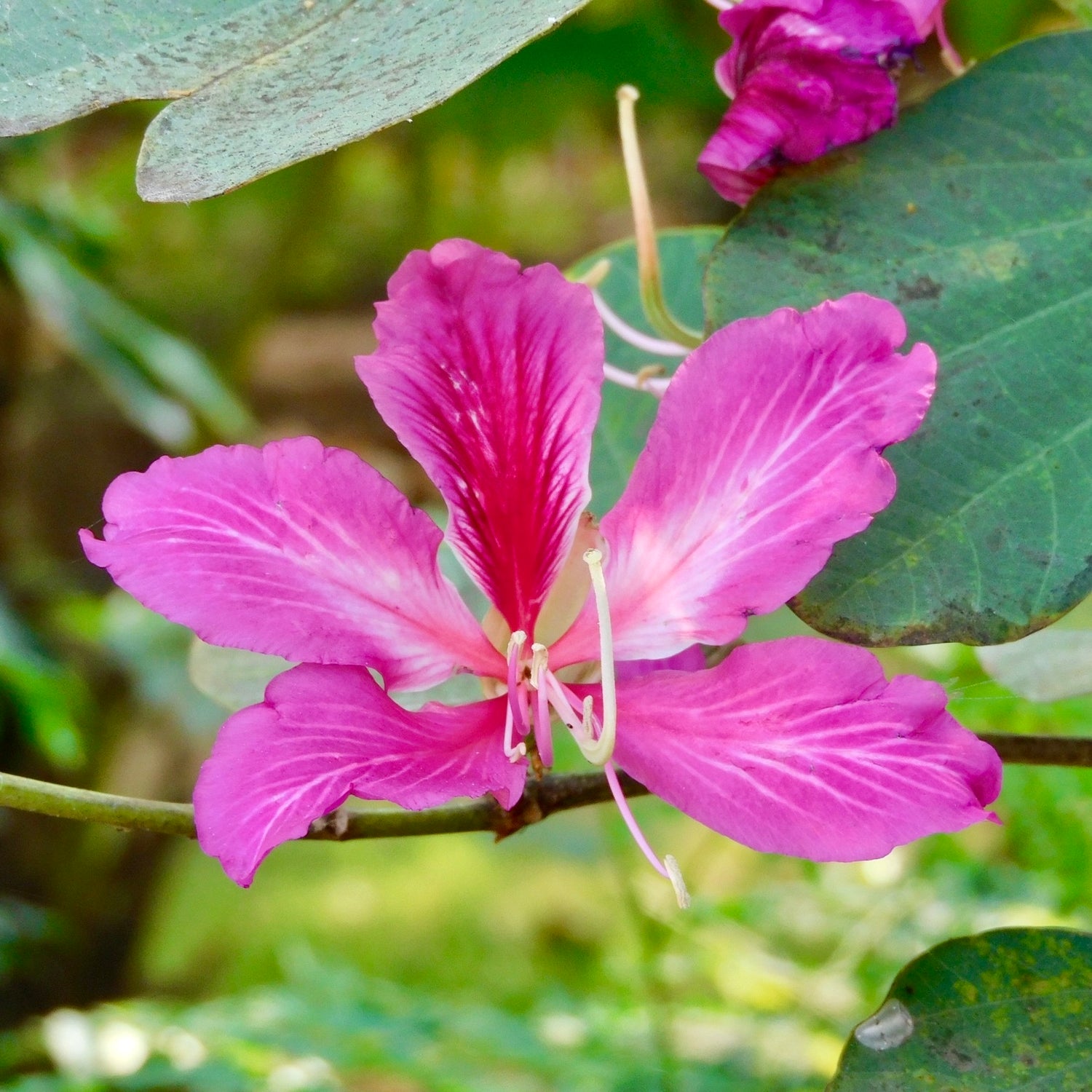 Purpurbauhinia (Bauhinia purpurea)