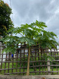 Papaya 'HOLLAND' Tre 30-50 cm (Carica papaya)