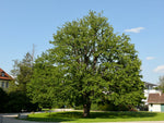 Turkisk Hassel, Träd 50-70 cm (Corylus colurna)
