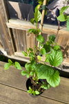 Slyngplante 'Sadova No. 1' Plante 40-60 cm (Schisandra chinensis)