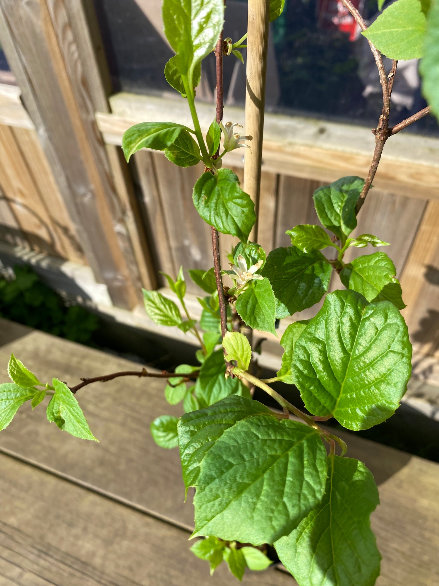 Fjärilsranka 'Sadova No. 1' Planta 40-80 cm (Schisandra chinensis)