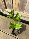 Sichuanpeppar / Kinesiskt Pepparträd 40-50 cm (Zanthoxylum simulans)